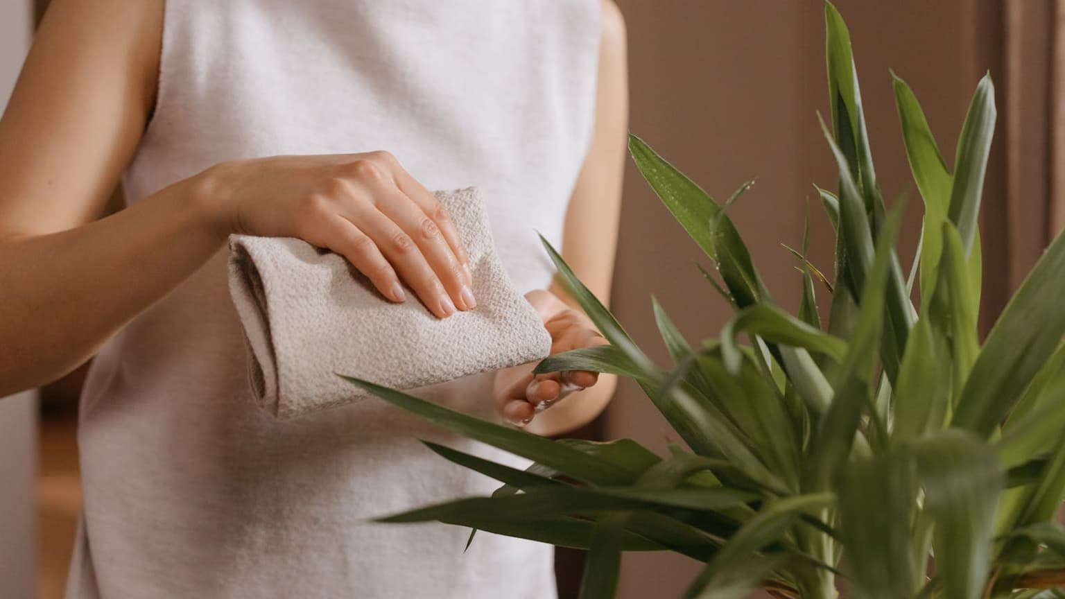 Gently wiping a houseplant leaf in a clean home