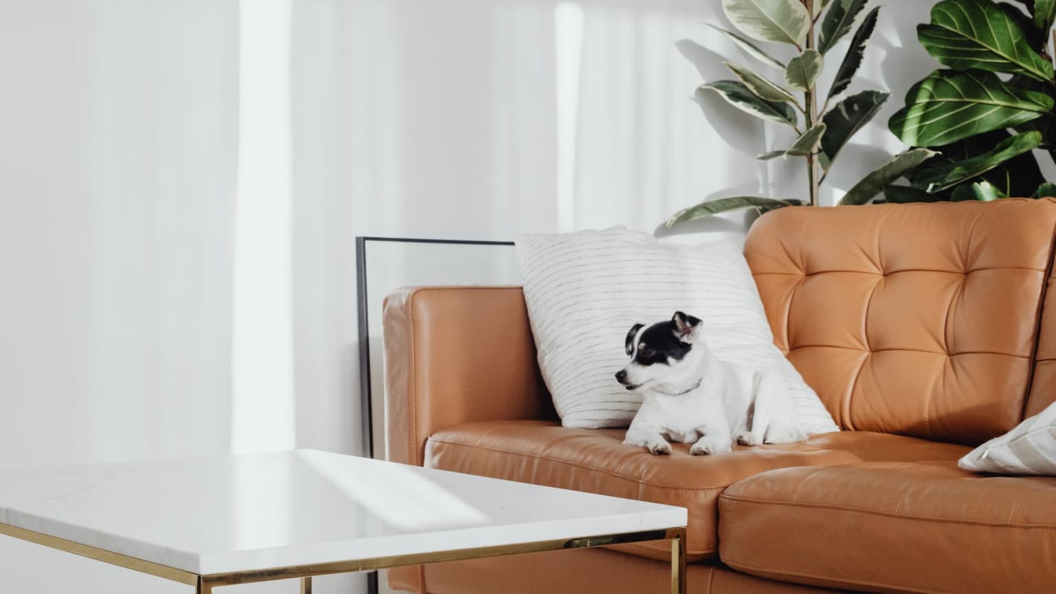 A dog relaxing in a clean, bright living room
